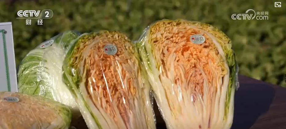 各地冬“鲜”持续上市 丰富百姓冬日菜篮子