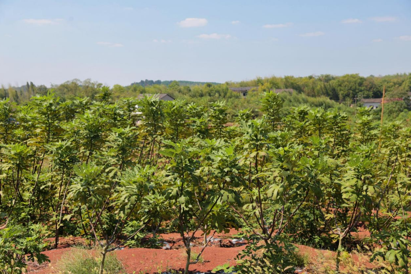 文昌村紫色页岩上的无花果基地（谭连海 供图）