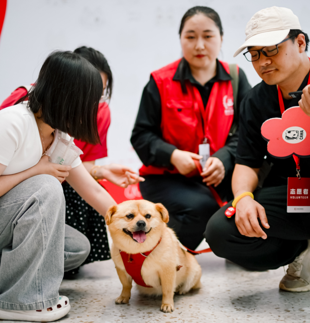 （资料图。疗愈犬与志愿者互动，人宠和谐相处充满暖意。图片来源于首都爱护动物协会。）
