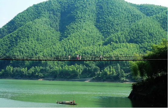 洪江区竹海风光