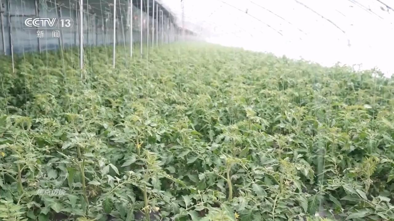 坚守“菜篮子”“暖屋子” 寒潮下的民生保障暖人心