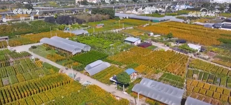 百年大集出圈圈粉海外游客 特色年货走俏“小而美”创新品类拓宽消费新场景