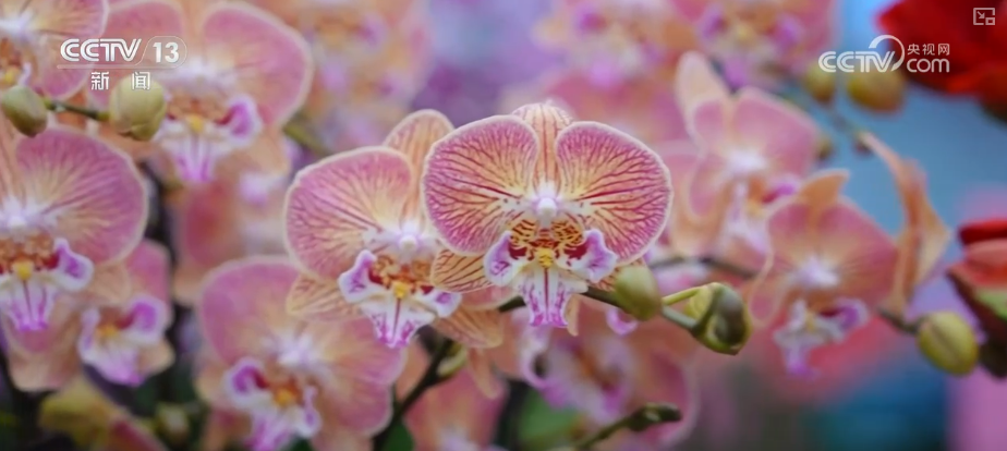 打开赏花地图看繁花美景聚人气、多元场景带旺消费