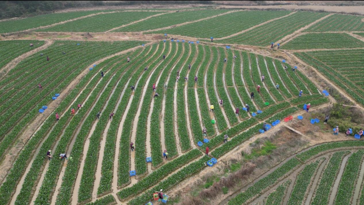 永州江华菜心种植基地田间一派繁忙采收景象（朱婷/摄）