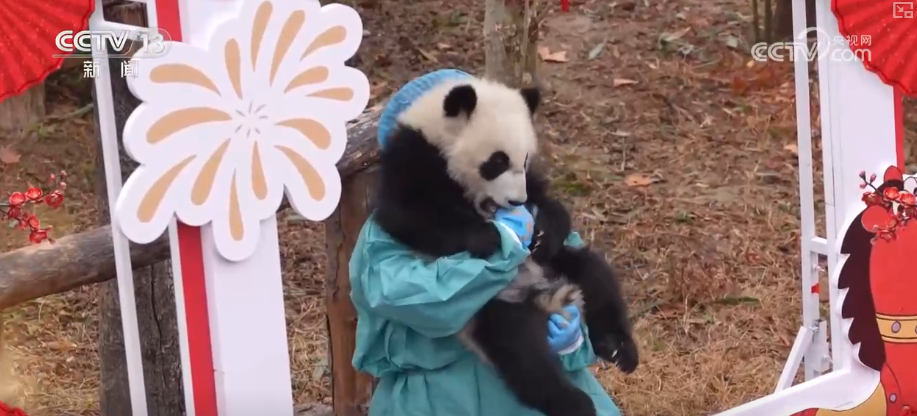 萌力报到！国宝大熊猫送上新春祝福
