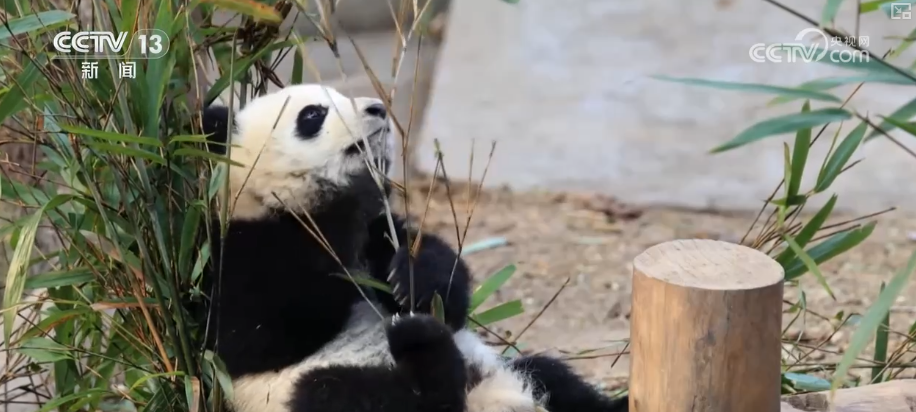 萌力报到！国宝大熊猫送上新春祝福
