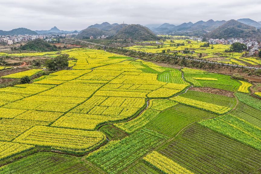 漫山遍野的油菜花(蒋克青/摄)