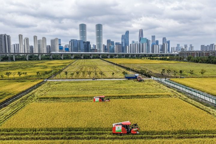 &emsp;&emsp;2025年10月21日，收割机在浙江省杭州市萧山区世纪田园粮食功能区的稻田里收割水稻，远处高铁列车飞驰而过（无人机照片）。