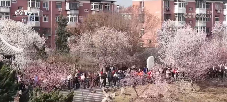 “赏花+文化+休闲”多元场景不断“上新” “春日经济”释放消费新活力