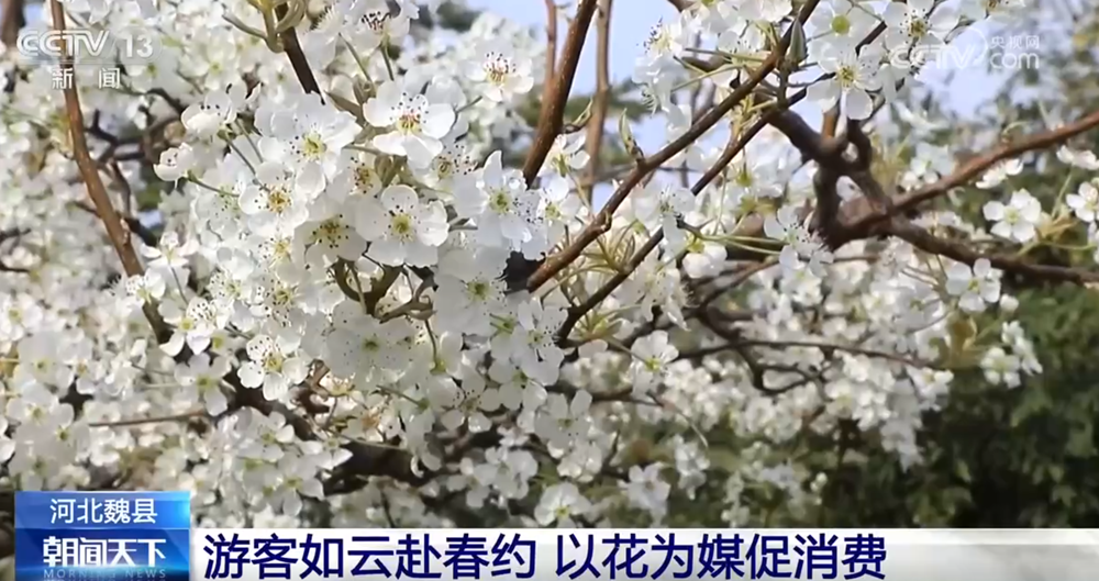 多地以花为媒创新玩法激活“春日经济” 沉浸式“赏花打卡”点亮文旅新意