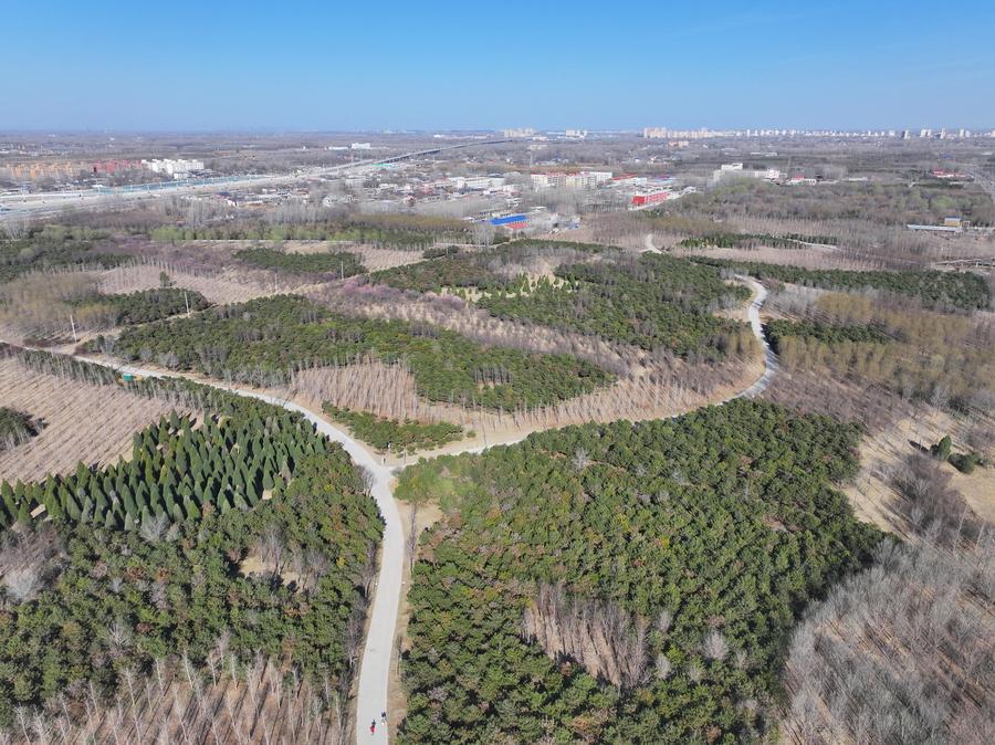 An aerial drone photo taken on March 18, 2026 shows trees in the Xiong
