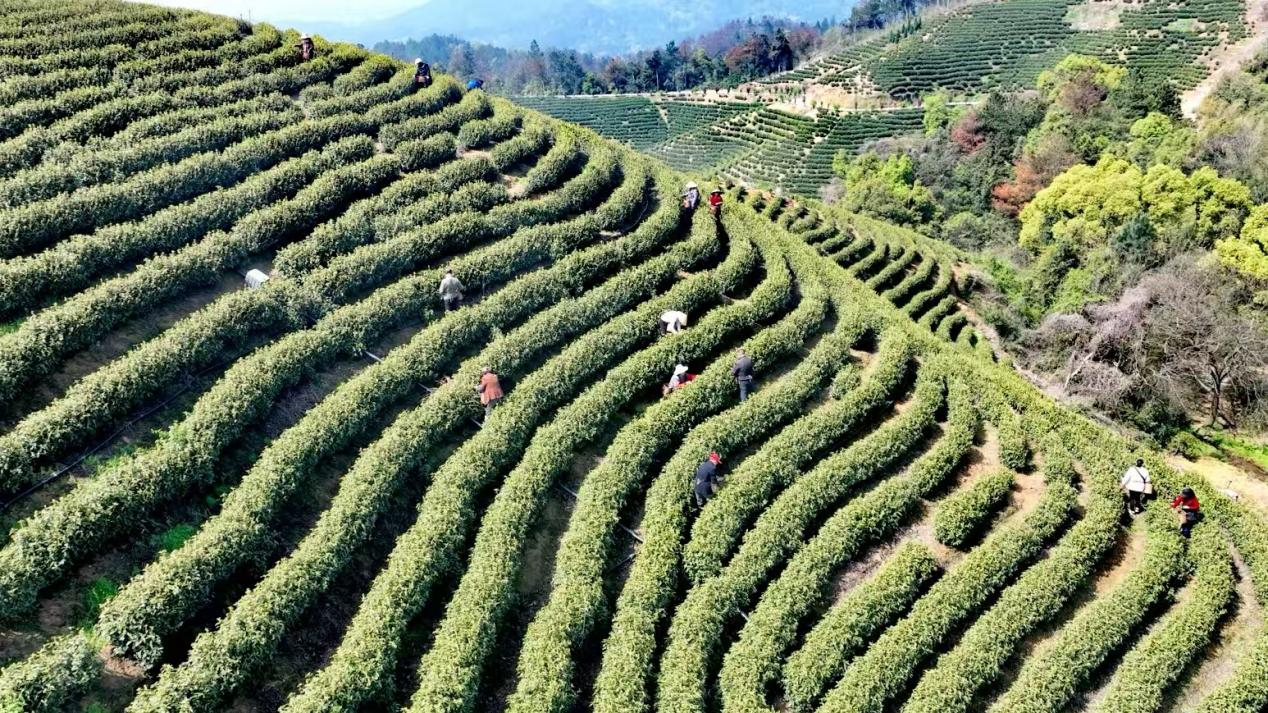 茶农们穿梭茶垄间采茶（吴霞/摄）
