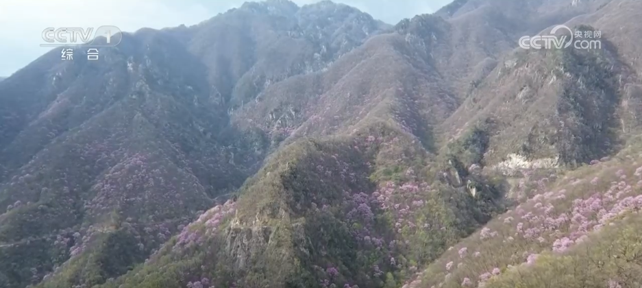 春和景明赏花经济持续火热 “观景+文化+体验”多元场景激发文旅消费新活力