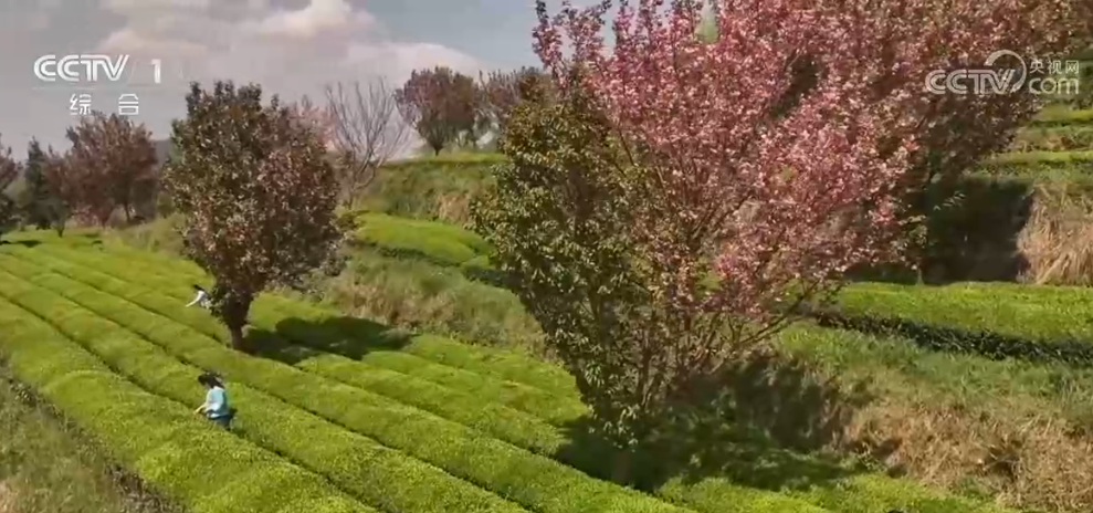 春和景明赏花经济持续火热 “观景+文化+体验”多元场景激发文旅消费新活力