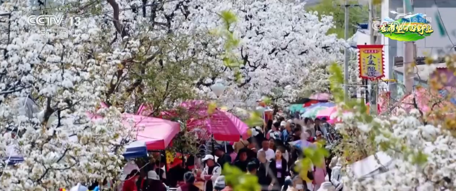 不想走，还想来！“赏花+采摘+农家饭+夜游”乡村农趣新体验点亮春日经济