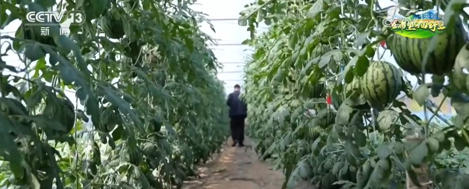 “智慧”管护瓜果抢“鲜”上市 农户乐享“早丰收”的甜蜜