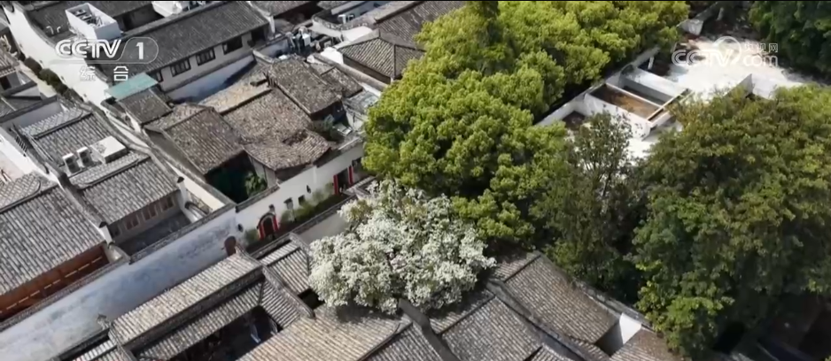 从单纯赏花到为花消费 “赏花经济”串联起文旅消费“芬芳产业链”