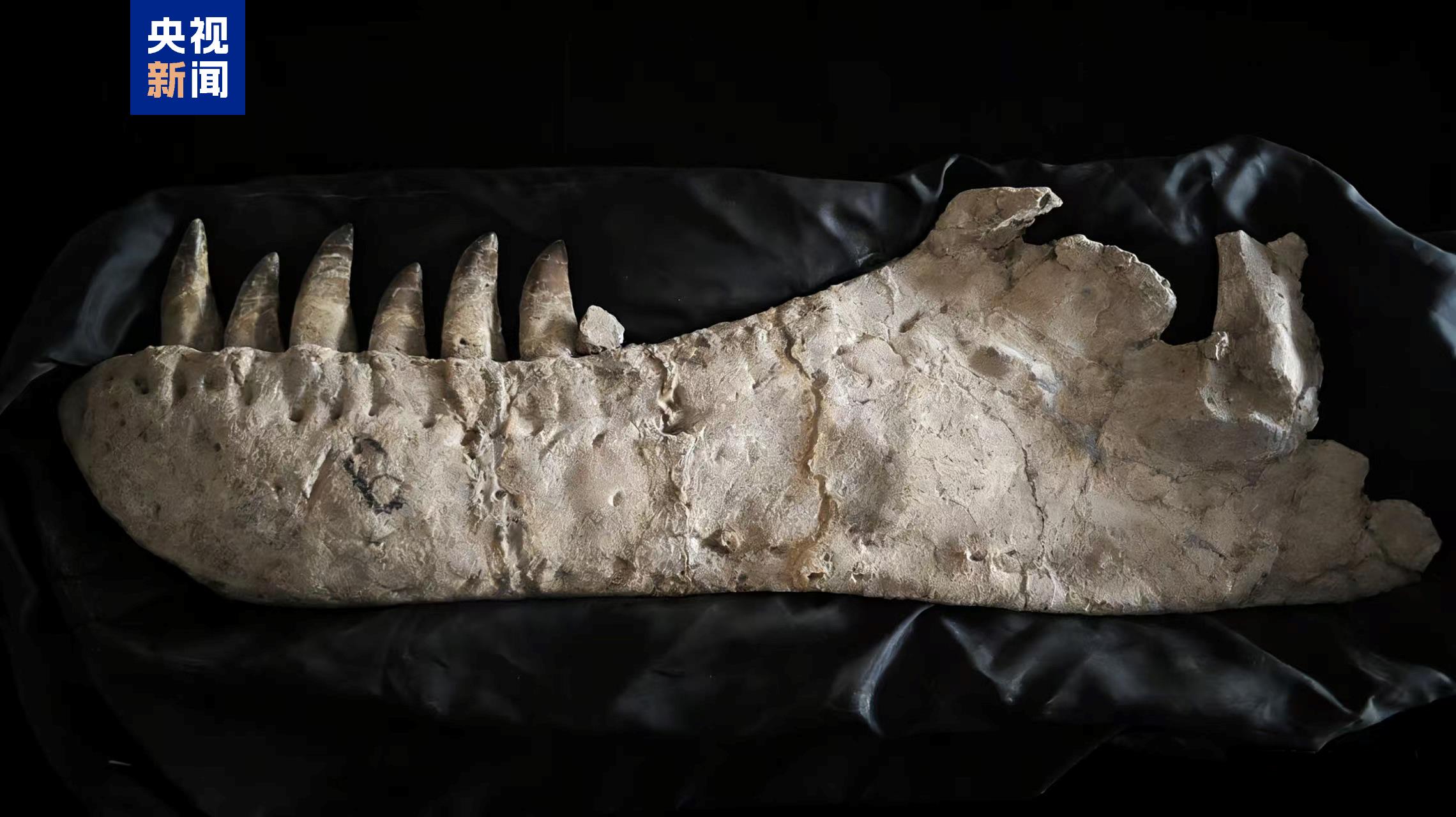 霸王龙登场！来国家自然博物馆看中外暴龙首次同台