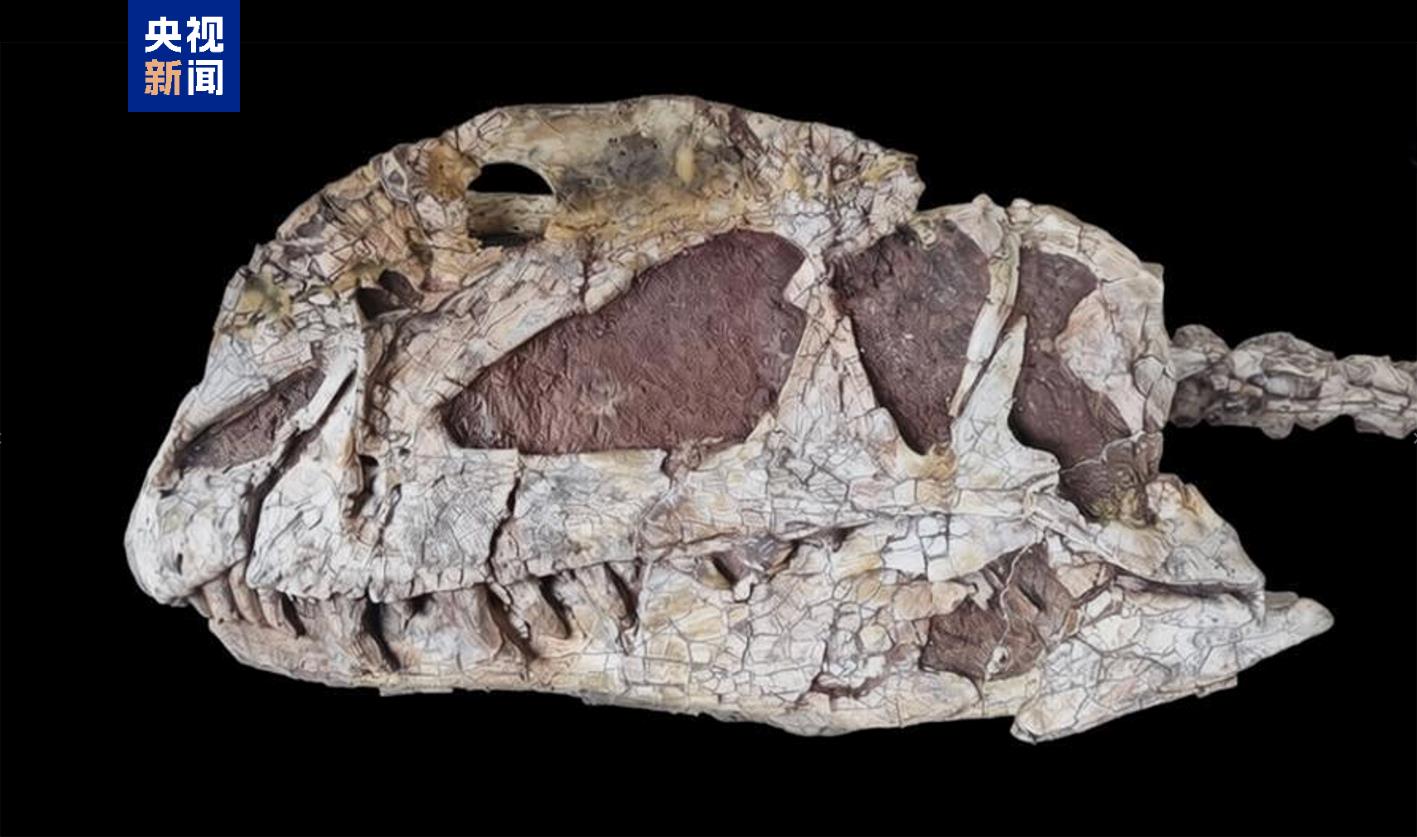 霸王龙登场！来国家自然博物馆看中外暴龙首次同台