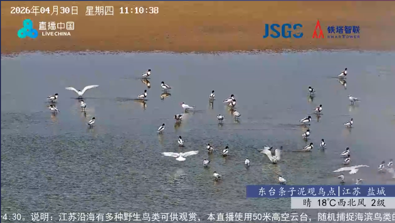 依托自然资源监测 江苏海滨开启云端春季观鸟慢直播_地方频道_央视网(cctv.com)