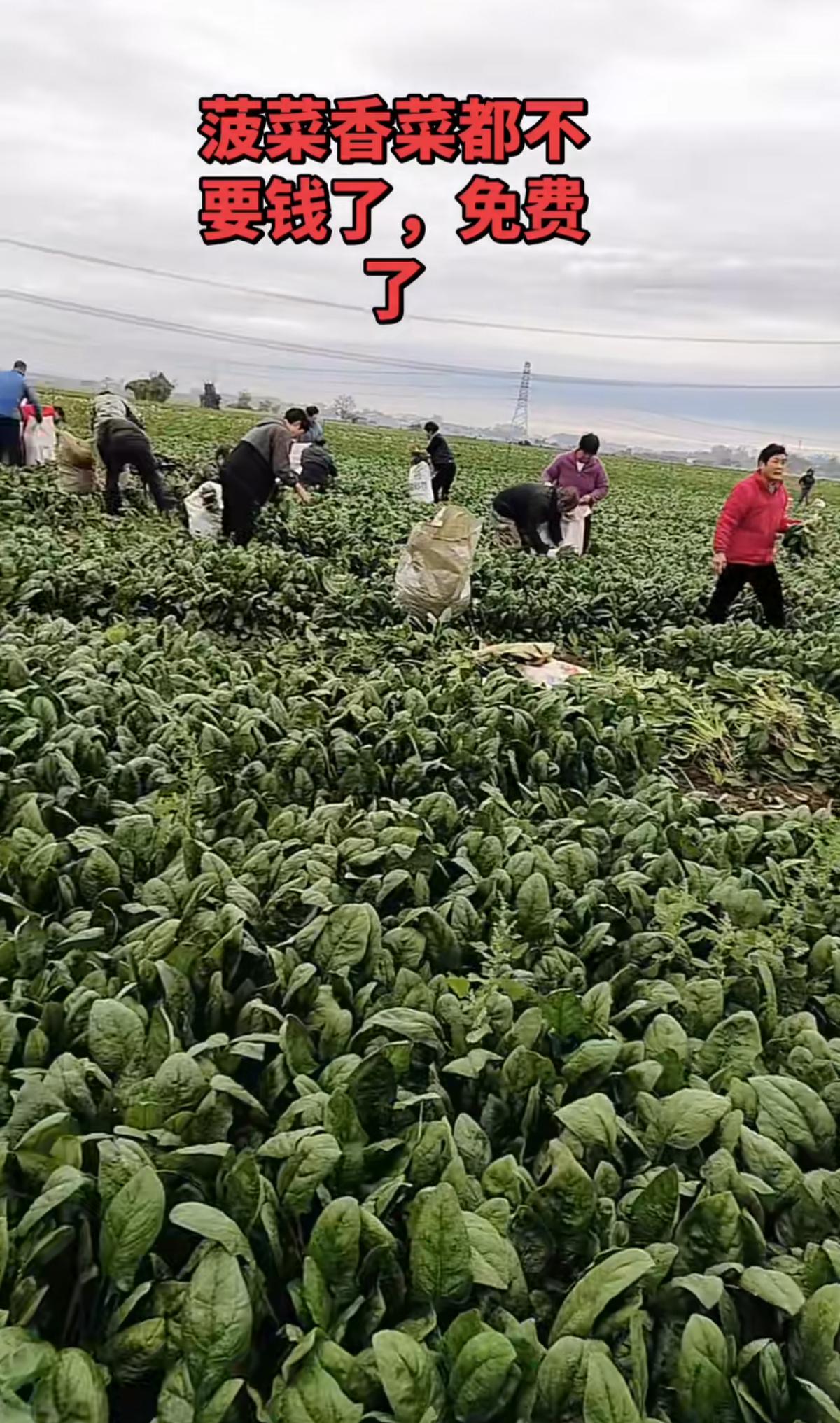 洛阳一乡村数亩菠菜和香菜免费采摘 当地：蔬菜滞销