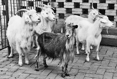 克隆羊"阳阳"十三岁了