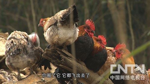 致富一肖(致富啥意思)