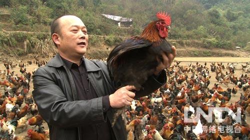 致富经播出的所有养鸡节目_央视网致富经柴鸡_致富经cctv7养鸡视频全集